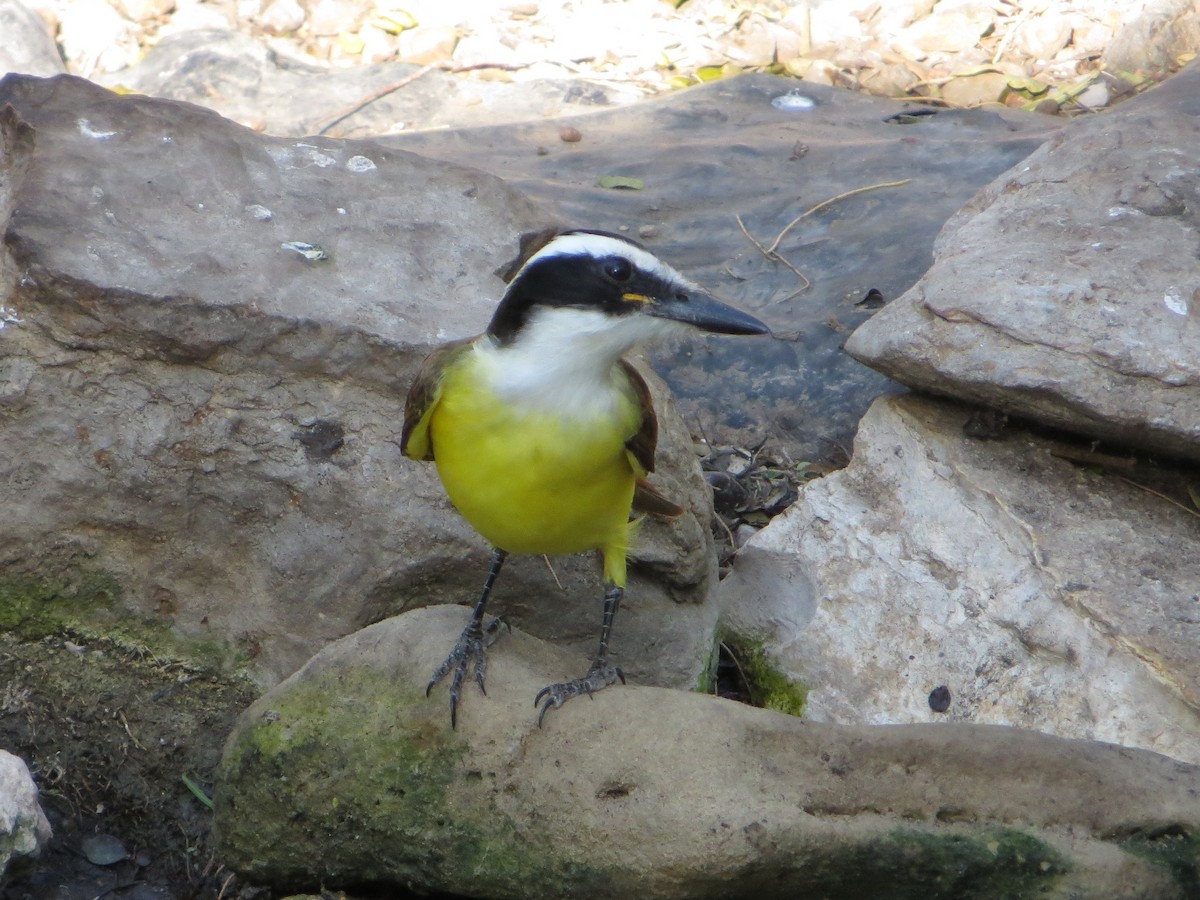 Great Kiskadee - ML409478781