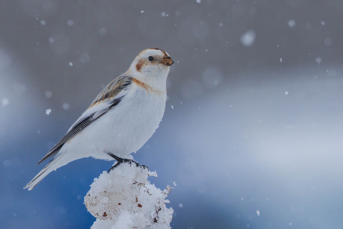 Snow Bunting - ML409478801