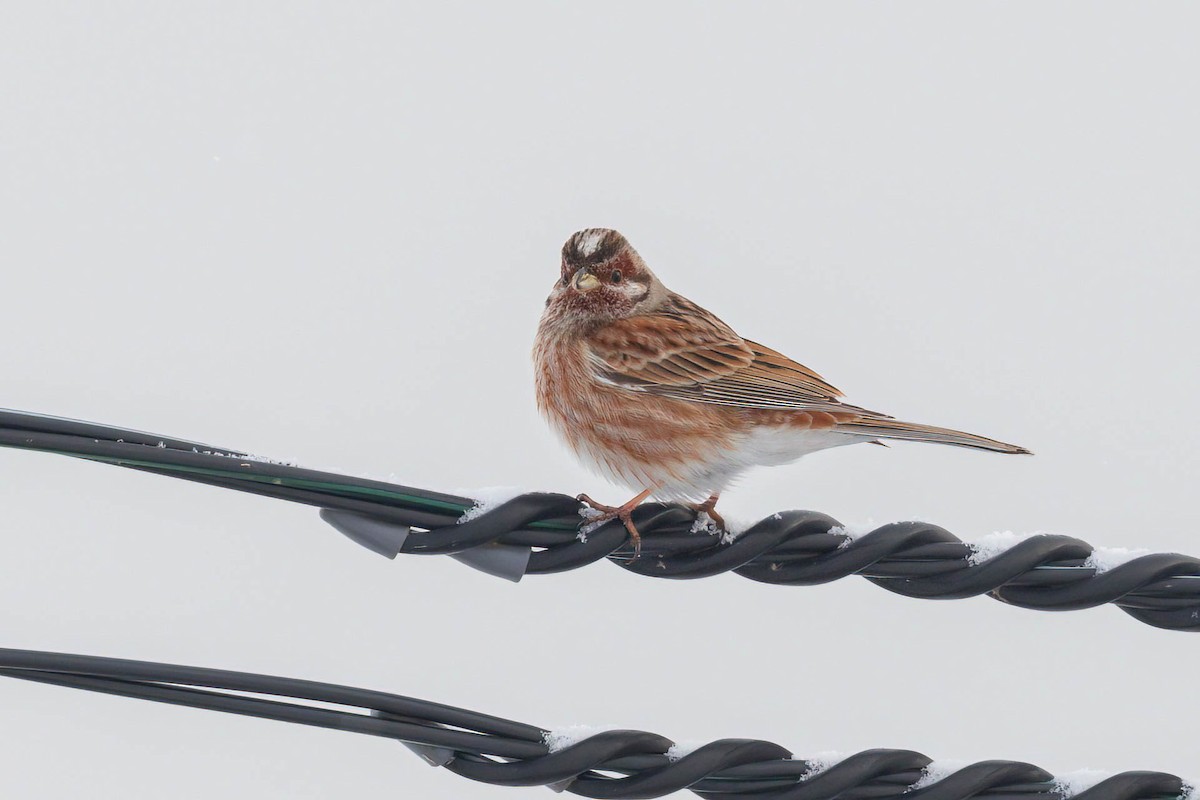 Pine Bunting - ML409478831