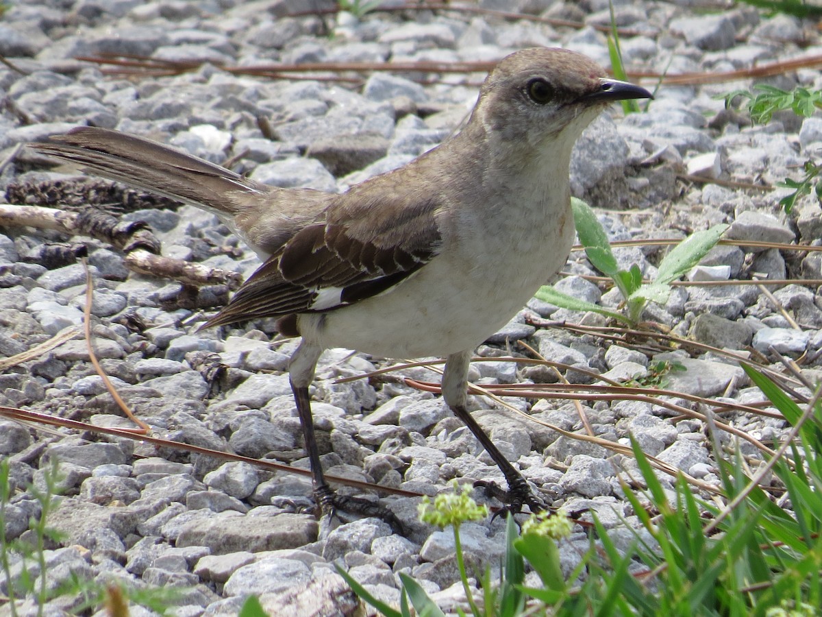 Northern Mockingbird - Dan Ward