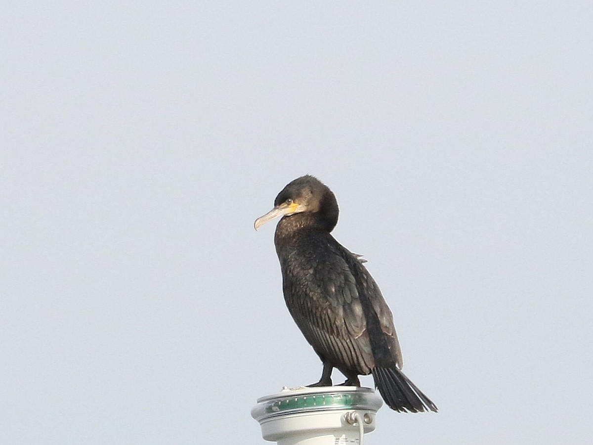 Great Cormorant - ML409482841