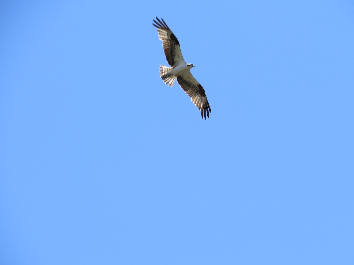 Águila Pescadora - ML40948331