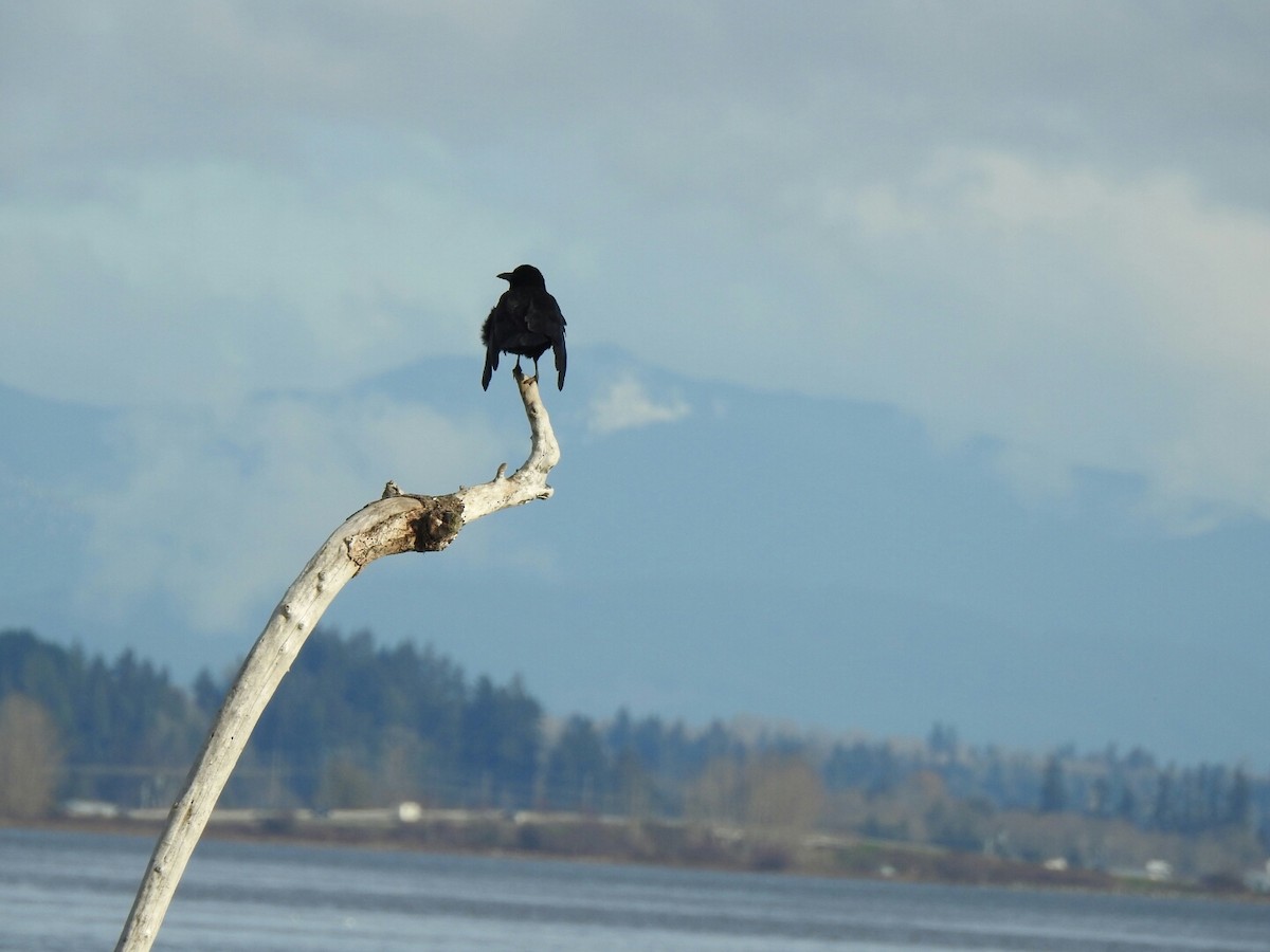 American Crow - ML40948341