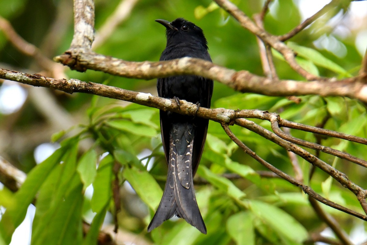 Fork-tailed Drongo-Cuckoo - H Nambiar