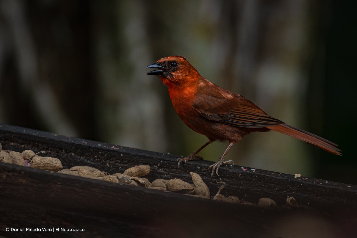 Red-throated Ant-Tanager - ML409483751