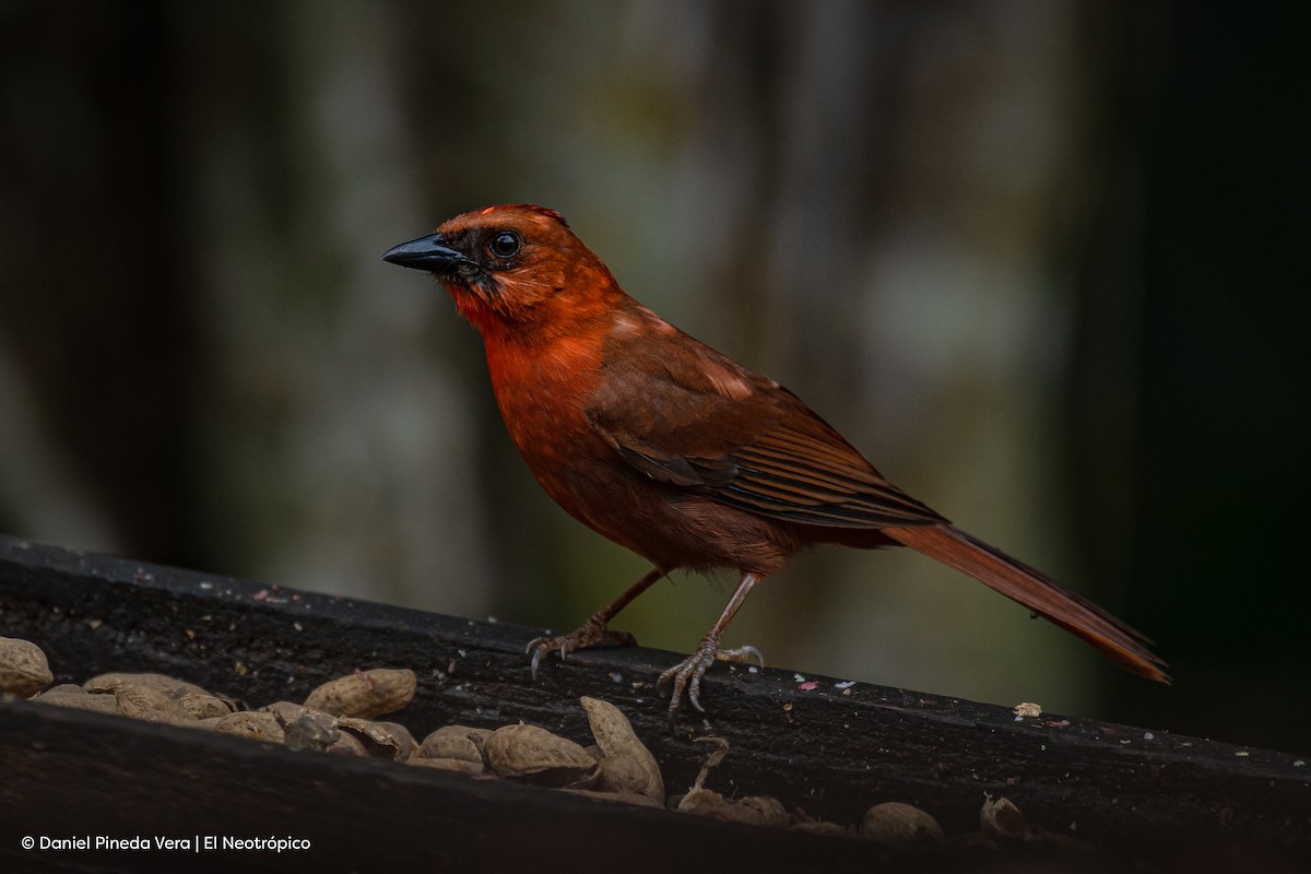 Red-throated Ant-Tanager - ML409483781