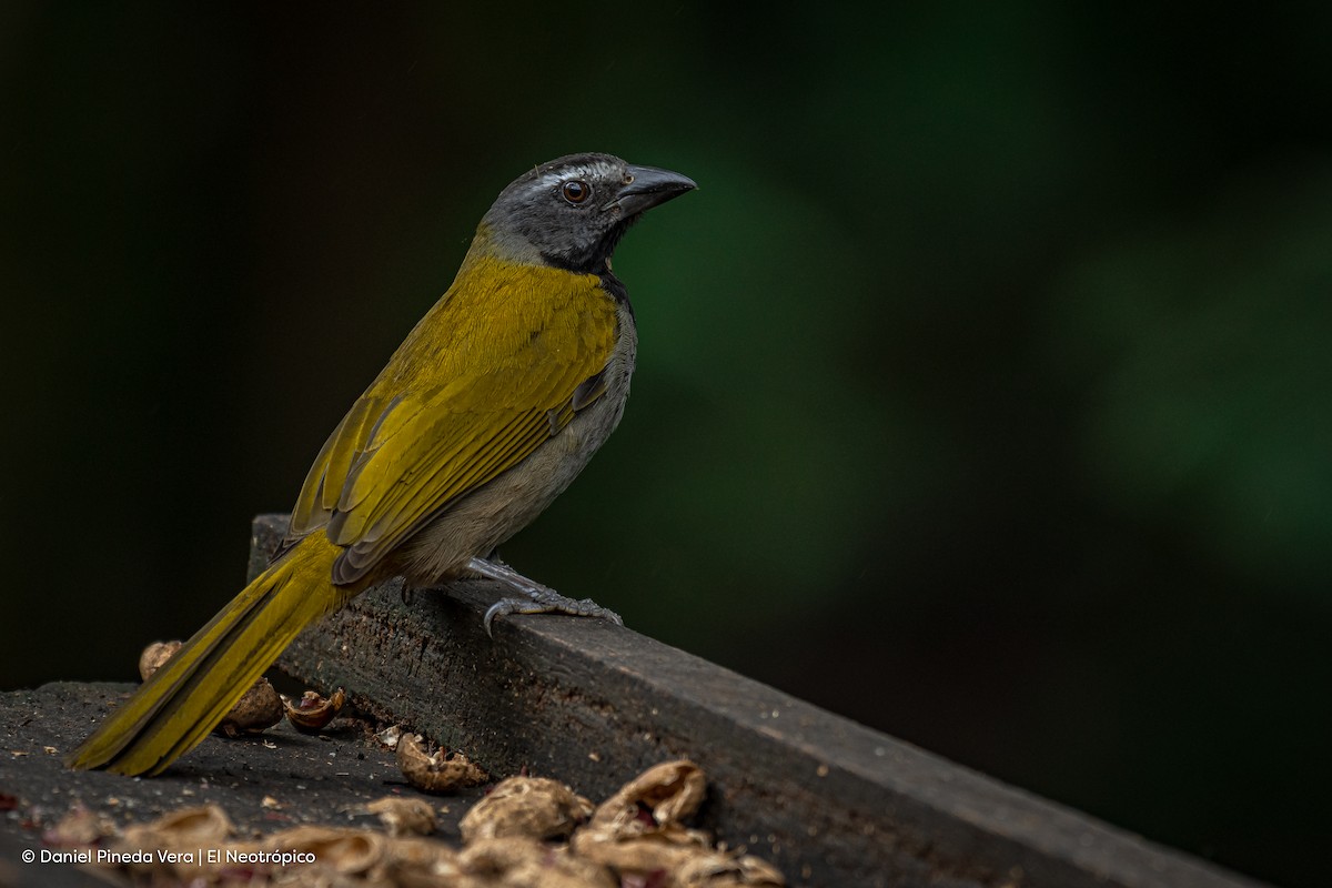 Buff-throated Saltator - ML409483831