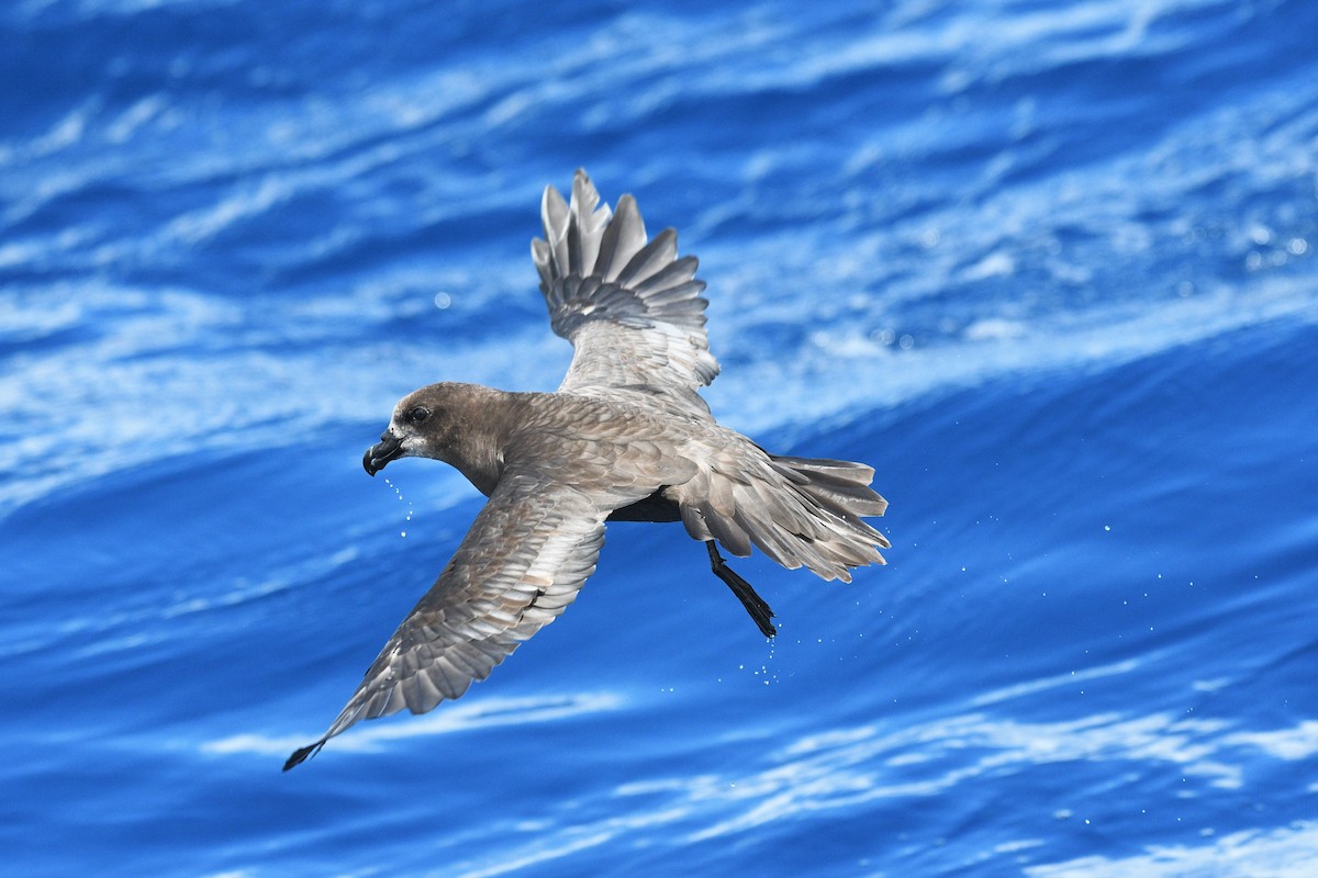 Gray-faced Petrel - ML409485071