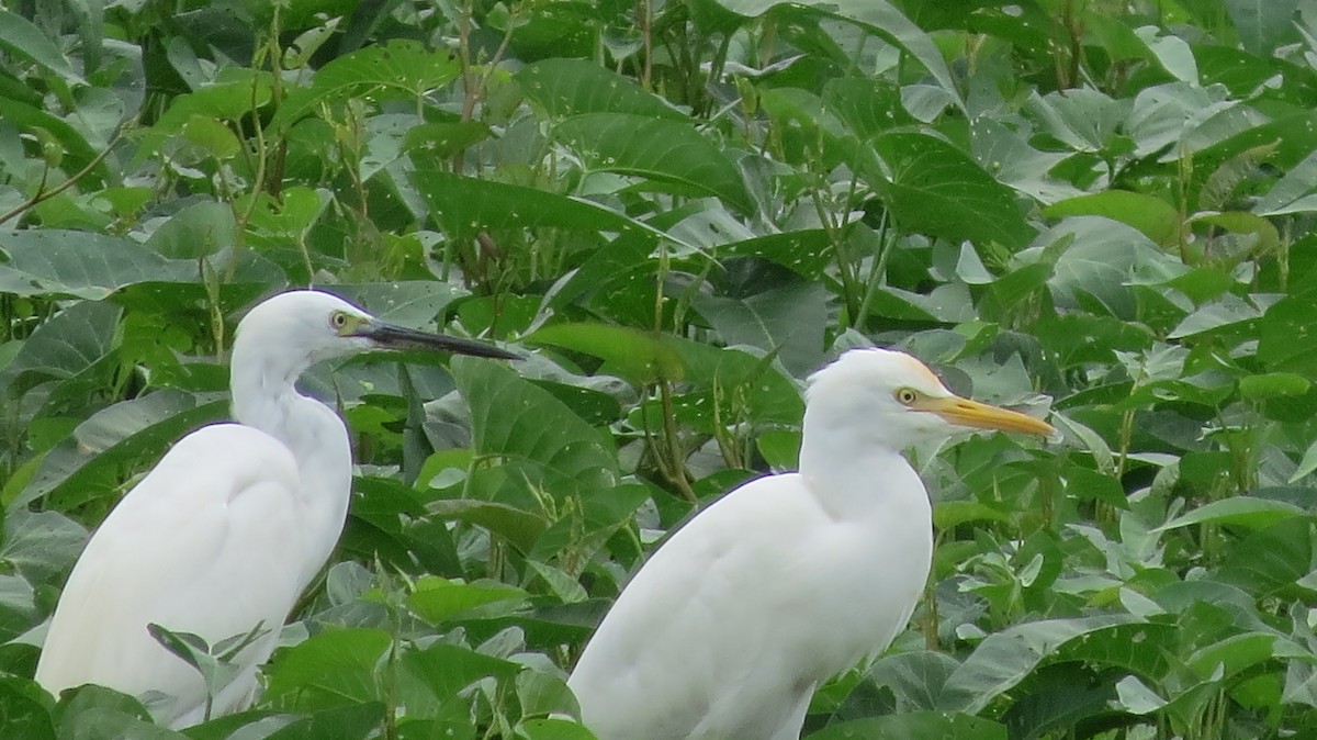 Little Egret - ML409485201