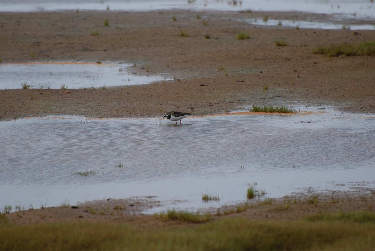 Ruddy Turnstone - ML409485481