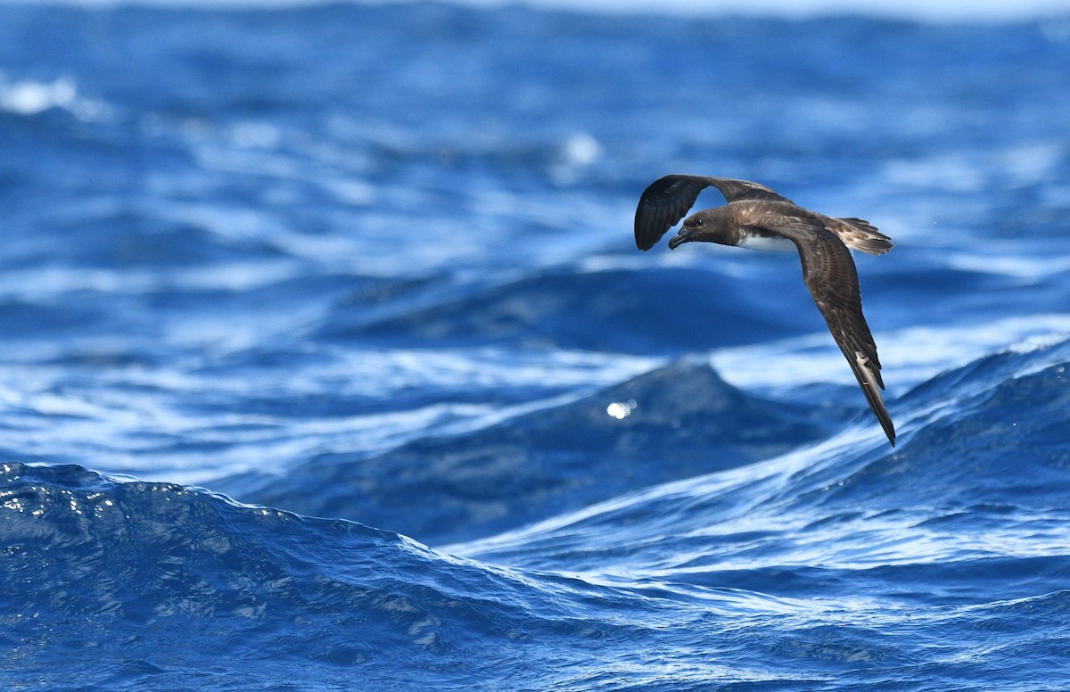 Tahiti Petrel - Michael Daley