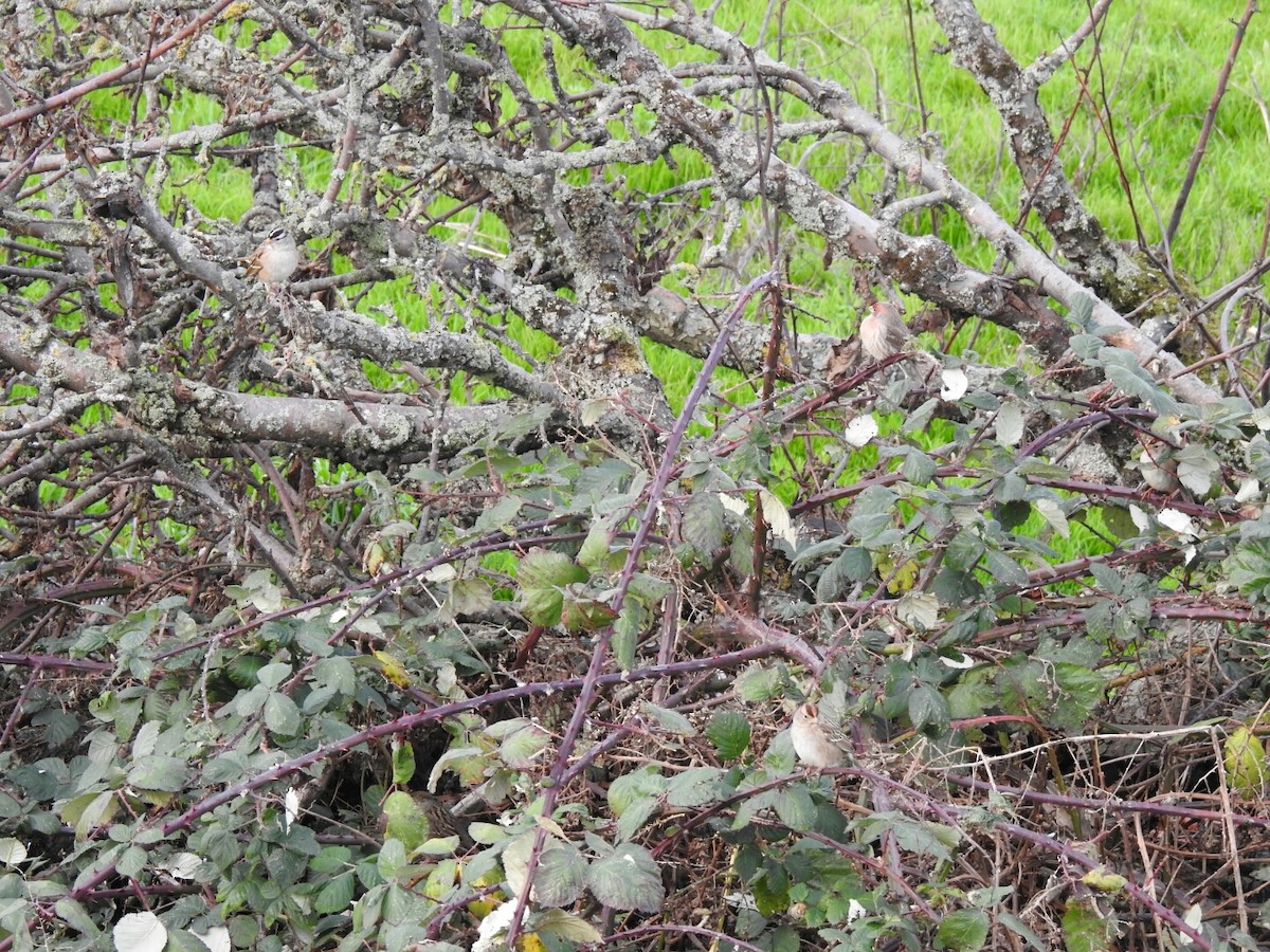 White-crowned Sparrow - ML40948581