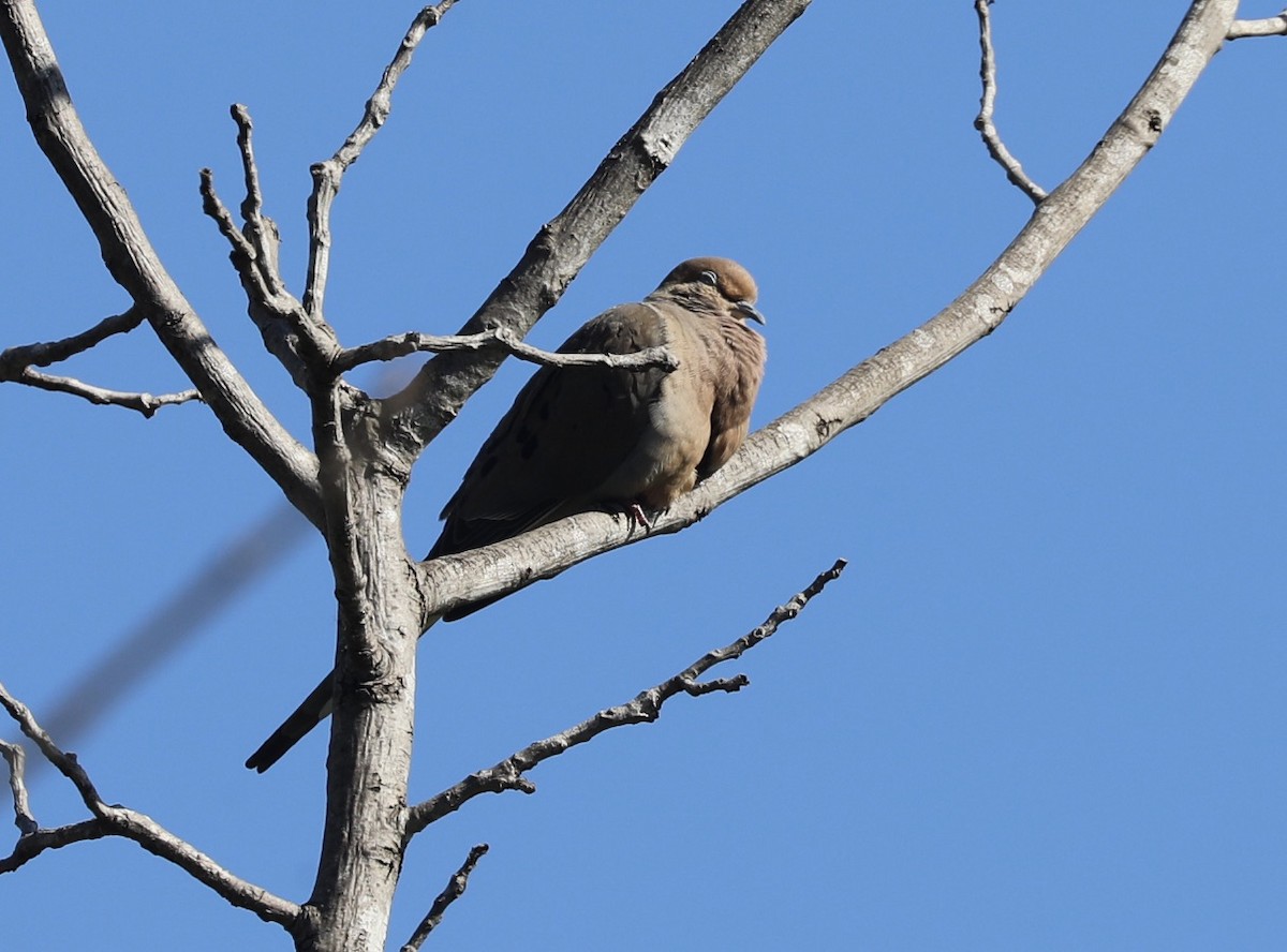 Mourning Dove - ML409486411