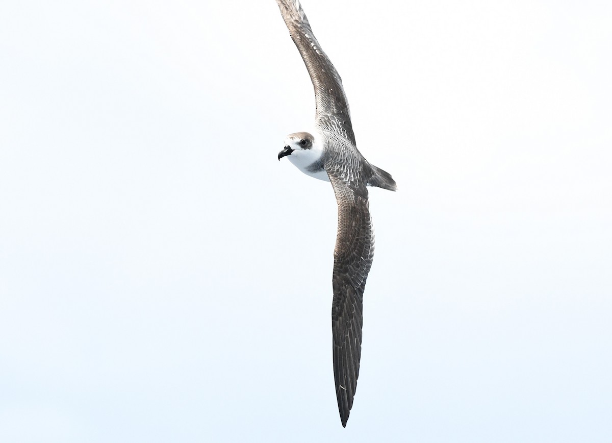 White-necked Petrel - Michael Daley