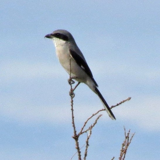 Loggerhead Shrike - ML40948651