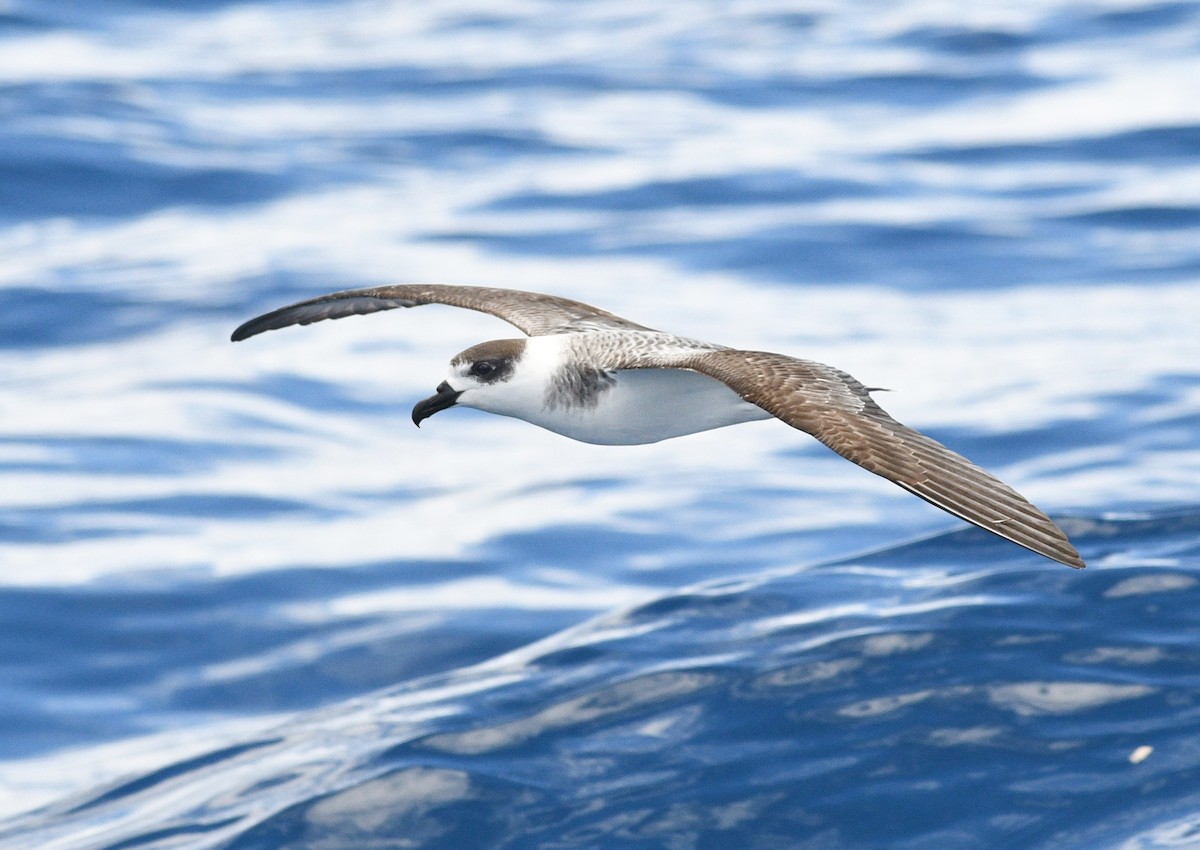 White-necked Petrel - Michael Daley