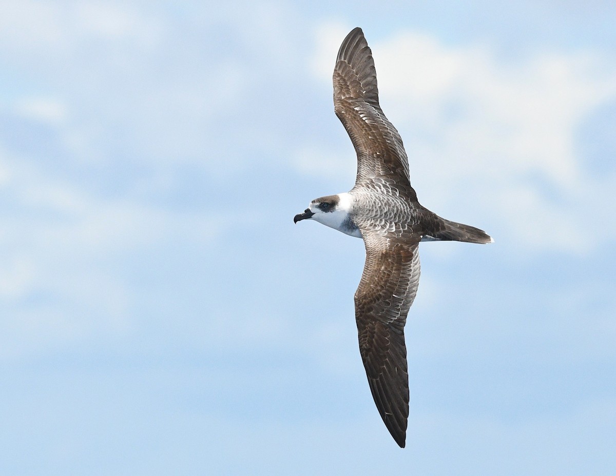 White-necked Petrel - Michael Daley