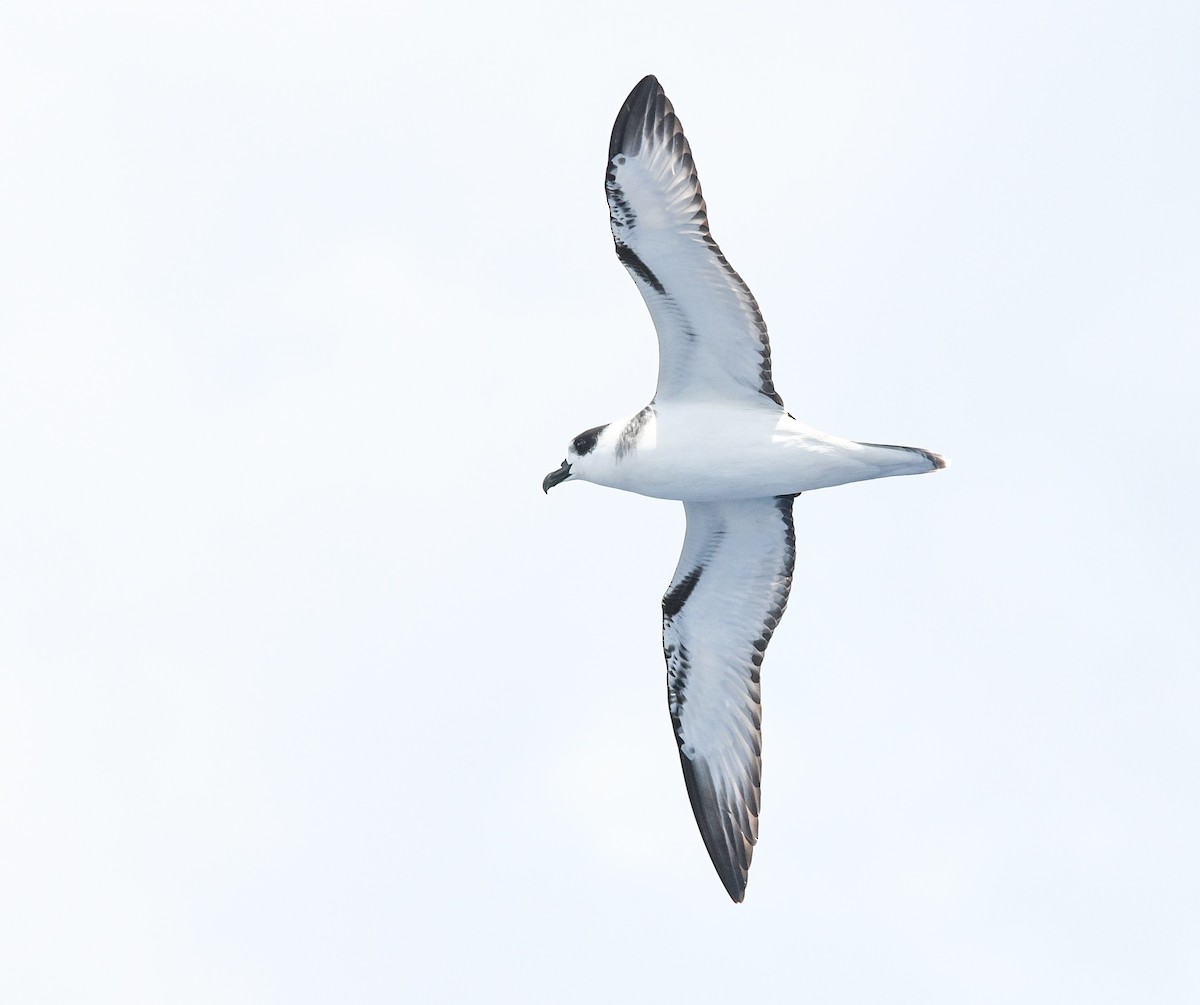 White-necked Petrel - Michael Daley