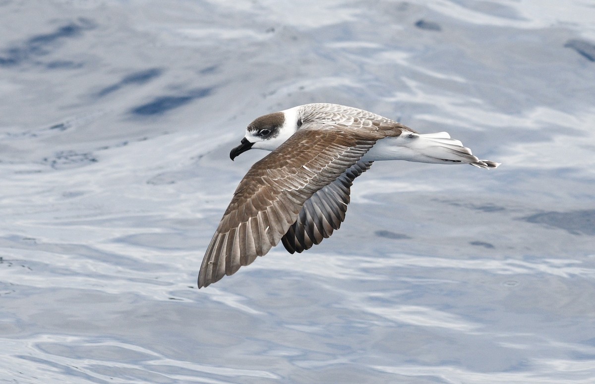 White-necked Petrel - Michael Daley