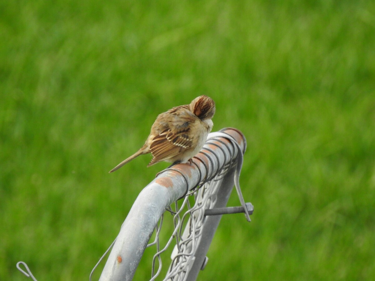 White-crowned Sparrow - Anonymous