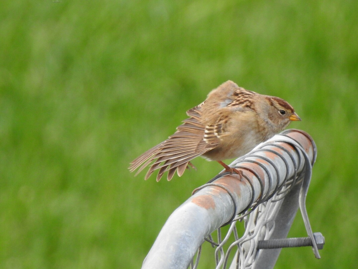 White-crowned Sparrow - ML40948801