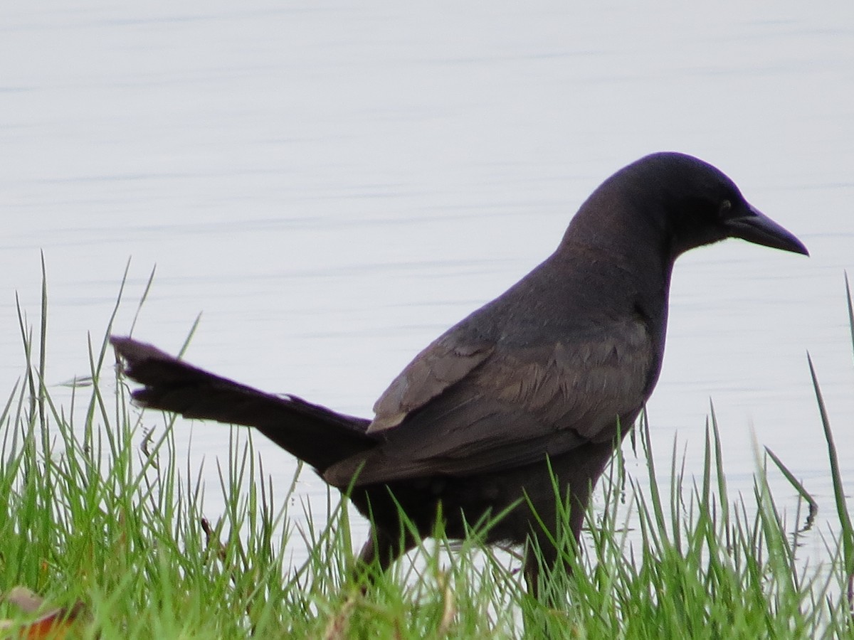 Boat-tailed Grackle - ML40948871