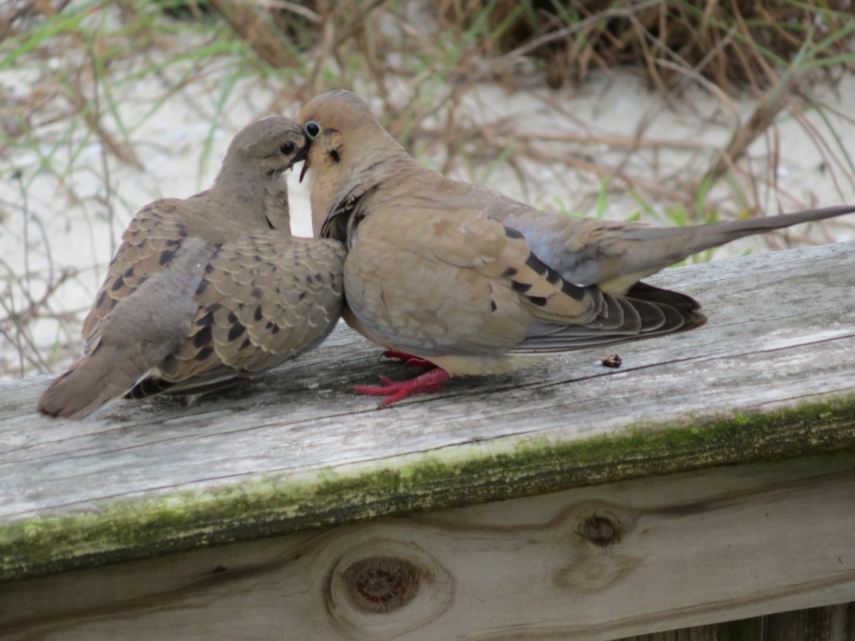 Mourning Dove - Dan Ward