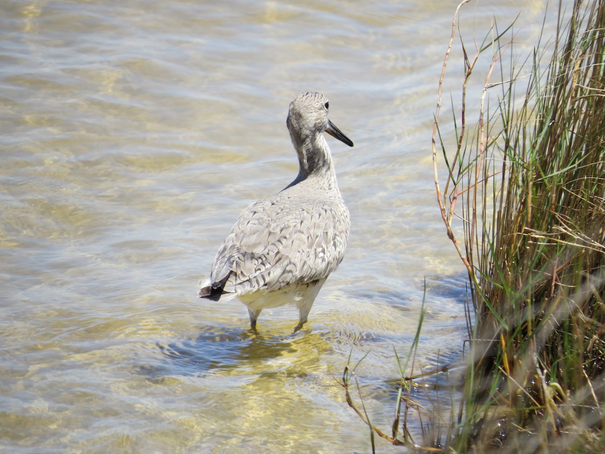 Willet - Dan Ward