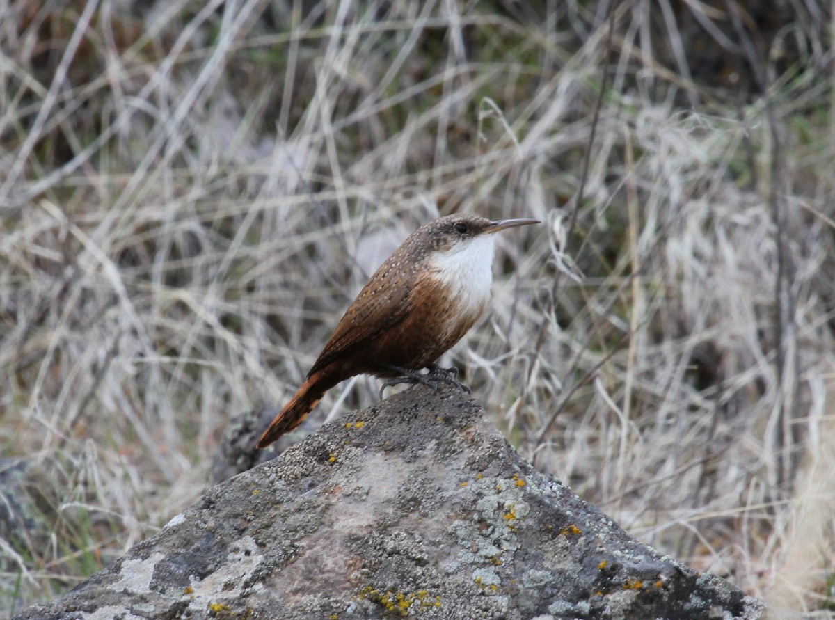 Canyon Wren - ML40949171