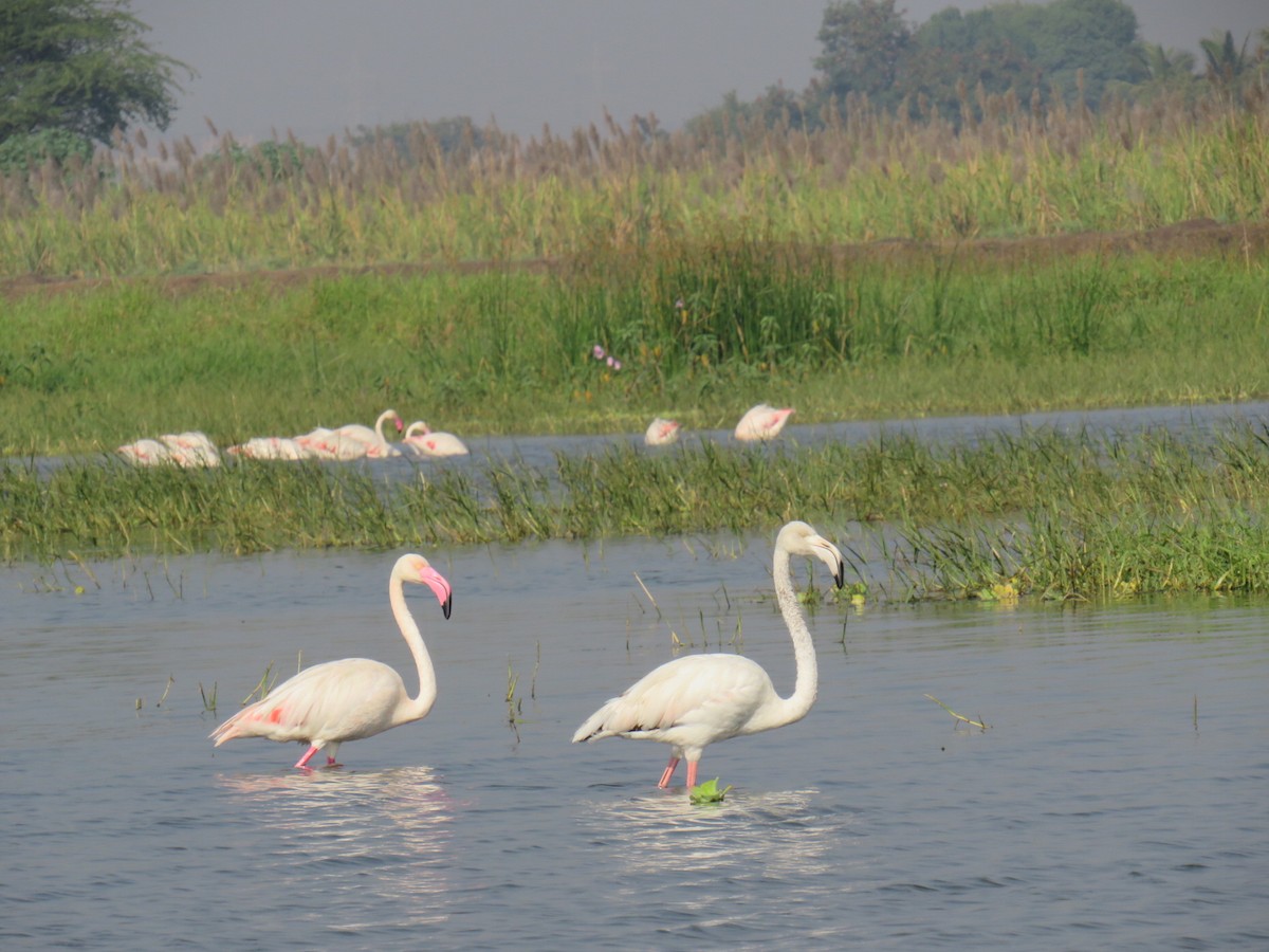Greater Flamingo - Prachee J