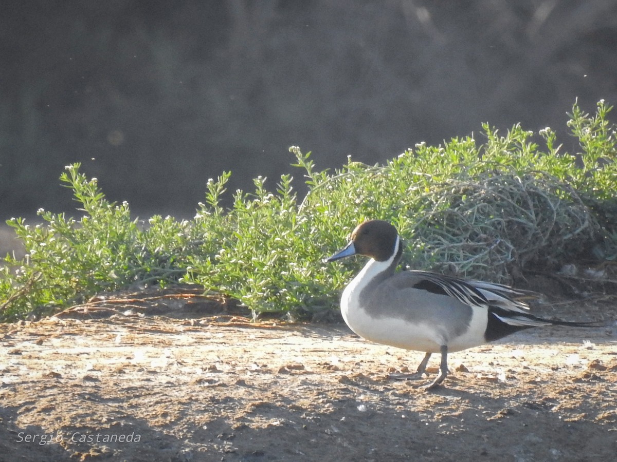 Northern Pintail - Sergio Castañeda Ramos