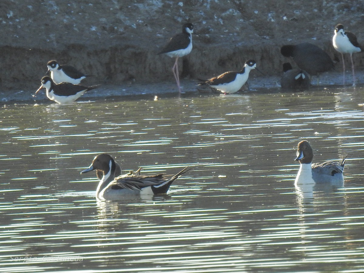 Northern Pintail - ML409493011