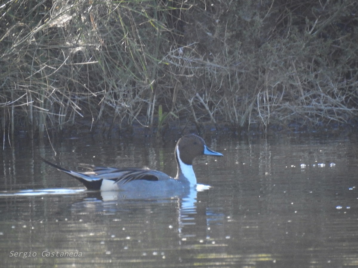 Northern Pintail - Sergio Castañeda Ramos