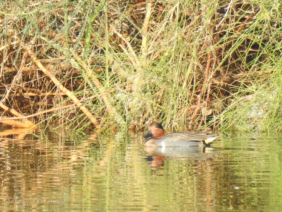 Green-winged Teal - ML409493071