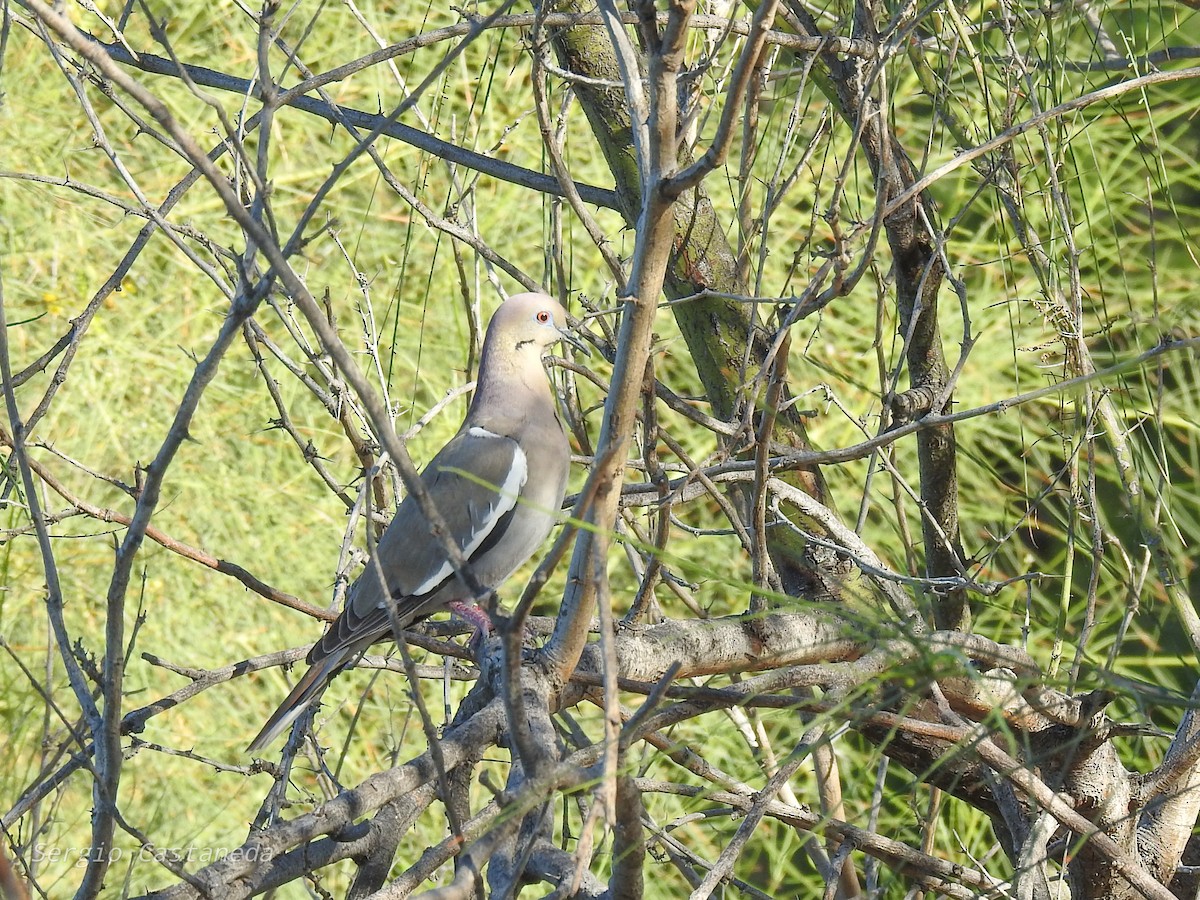 White-winged Dove - Sergio Castañeda Ramos