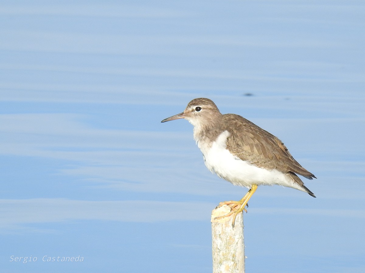 Spotted Sandpiper - ML409493481