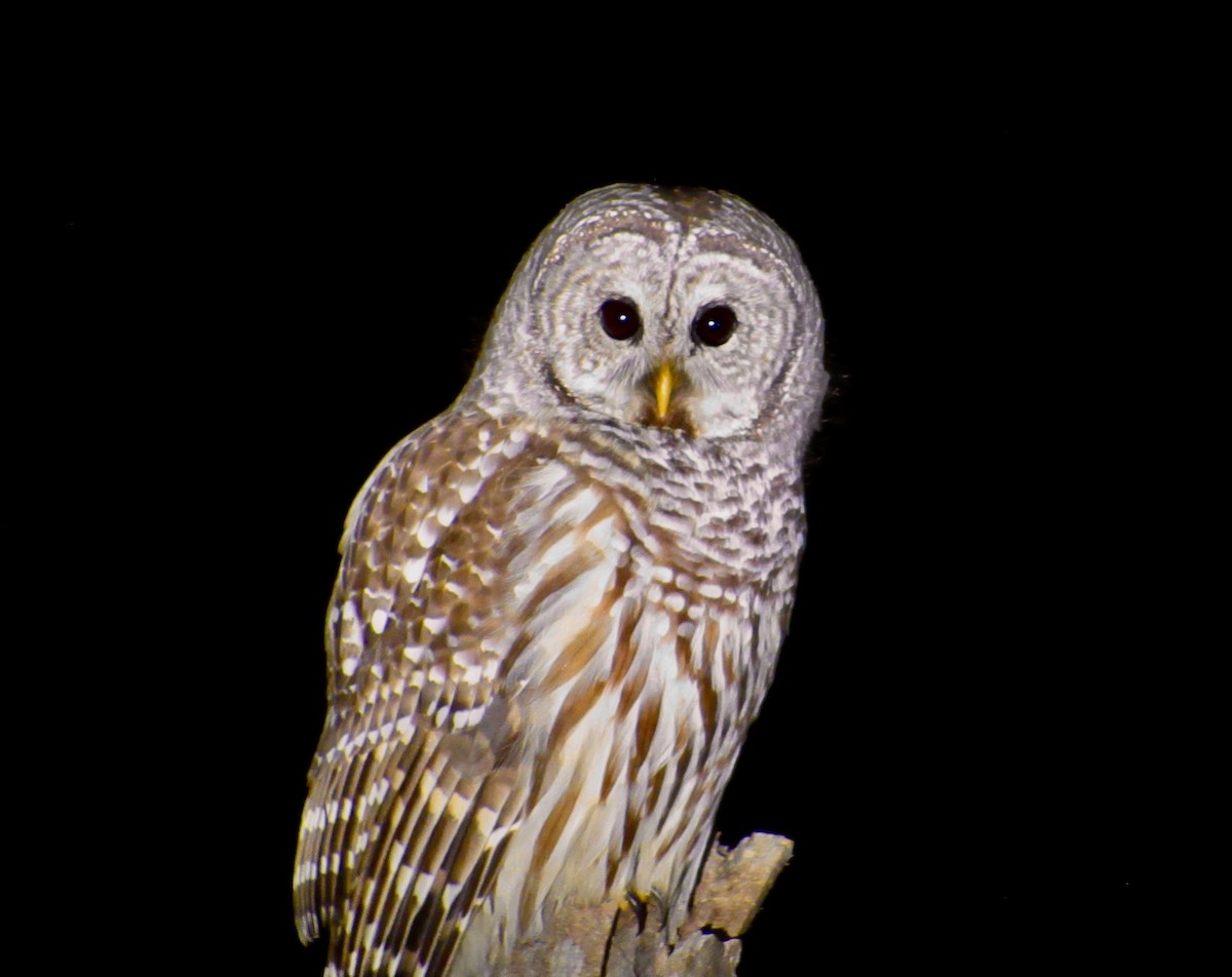 Barred Owl - Howard Sands