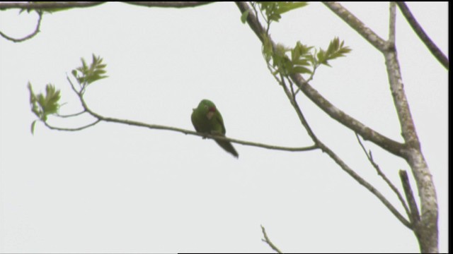 アカビタイメキシコインコ - ML409496