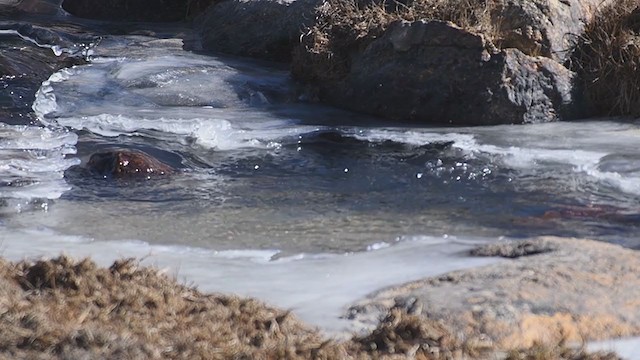White-throated Dipper - ML409496231