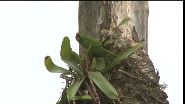 アカビタイメキシコインコ - ML409497