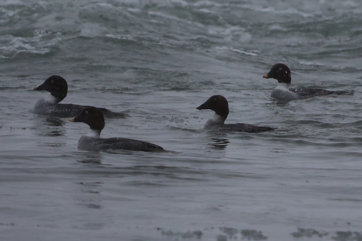 Common Goldeneye - ML409497411
