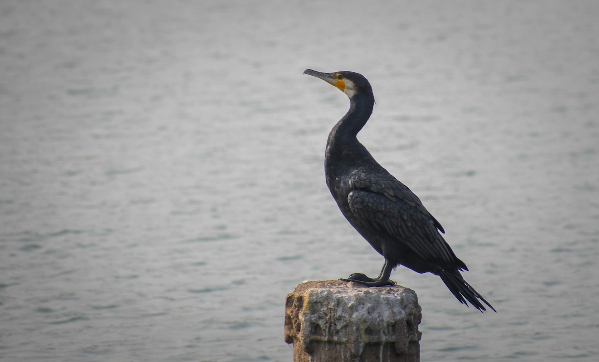 Great Cormorant - Vivek Kumar Patel