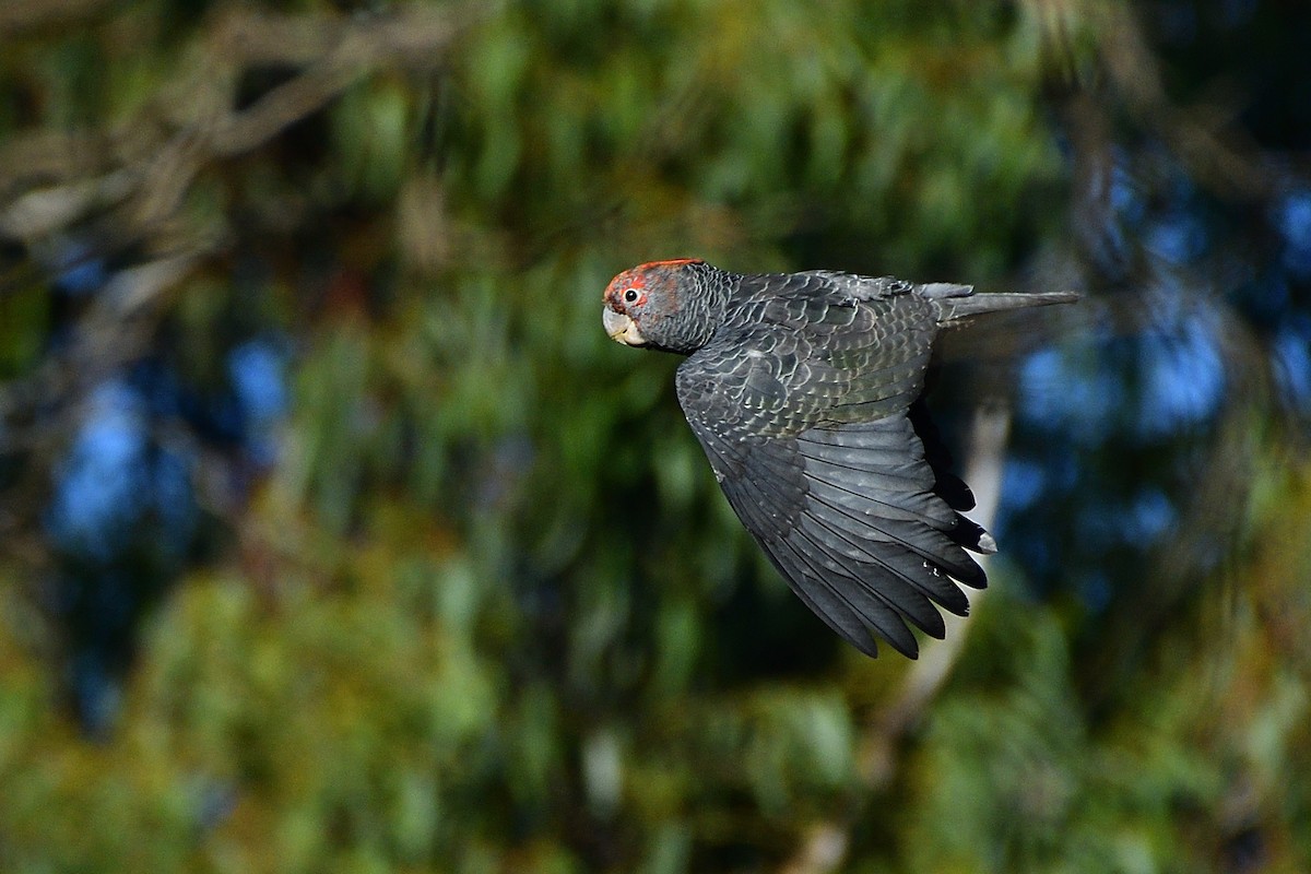 Gang-gang Cockatoo - ML409499701