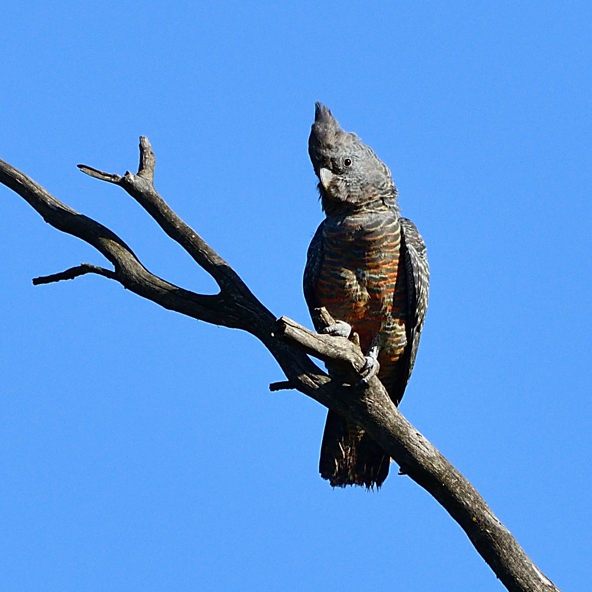 Miğferli Kakadu - ML409499791