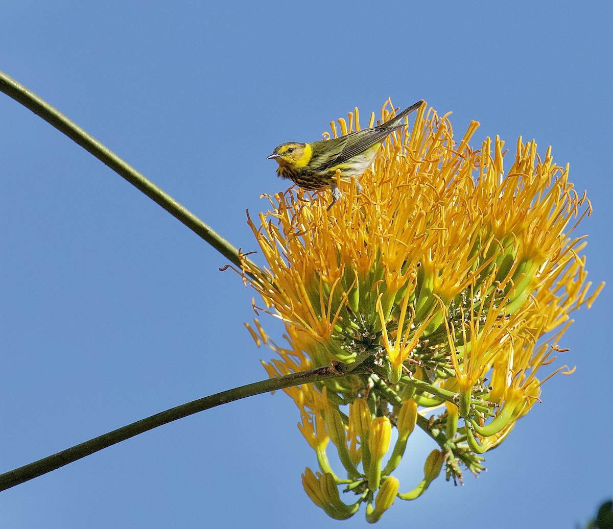 Cape May Warbler - ML409501951