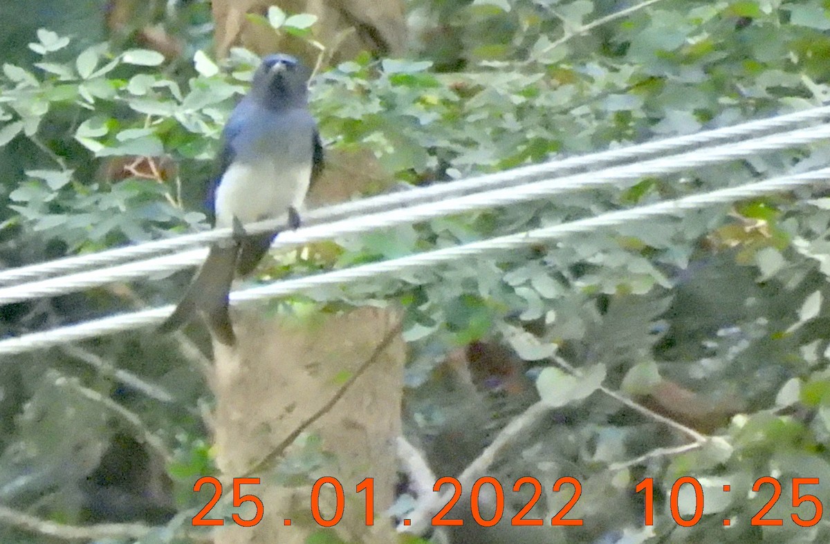 White-bellied Drongo - ML409504231