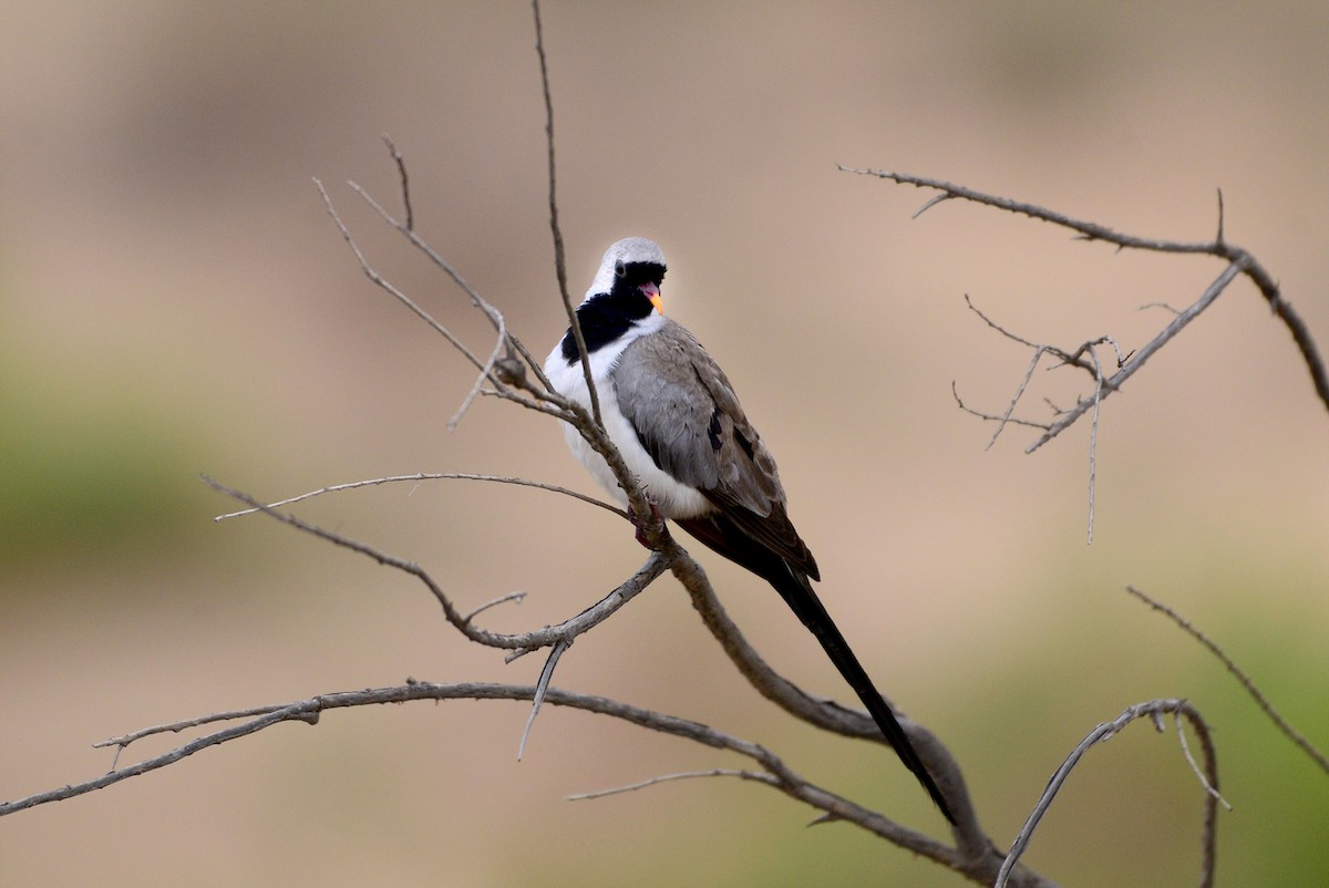 Namaqua Dove - ML409504481