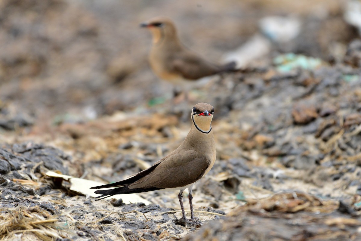 Өнгөт хөгт - ML409504501