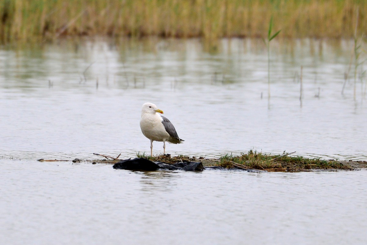 Lesser Black-backed Gull - Mohammed Al Zayer