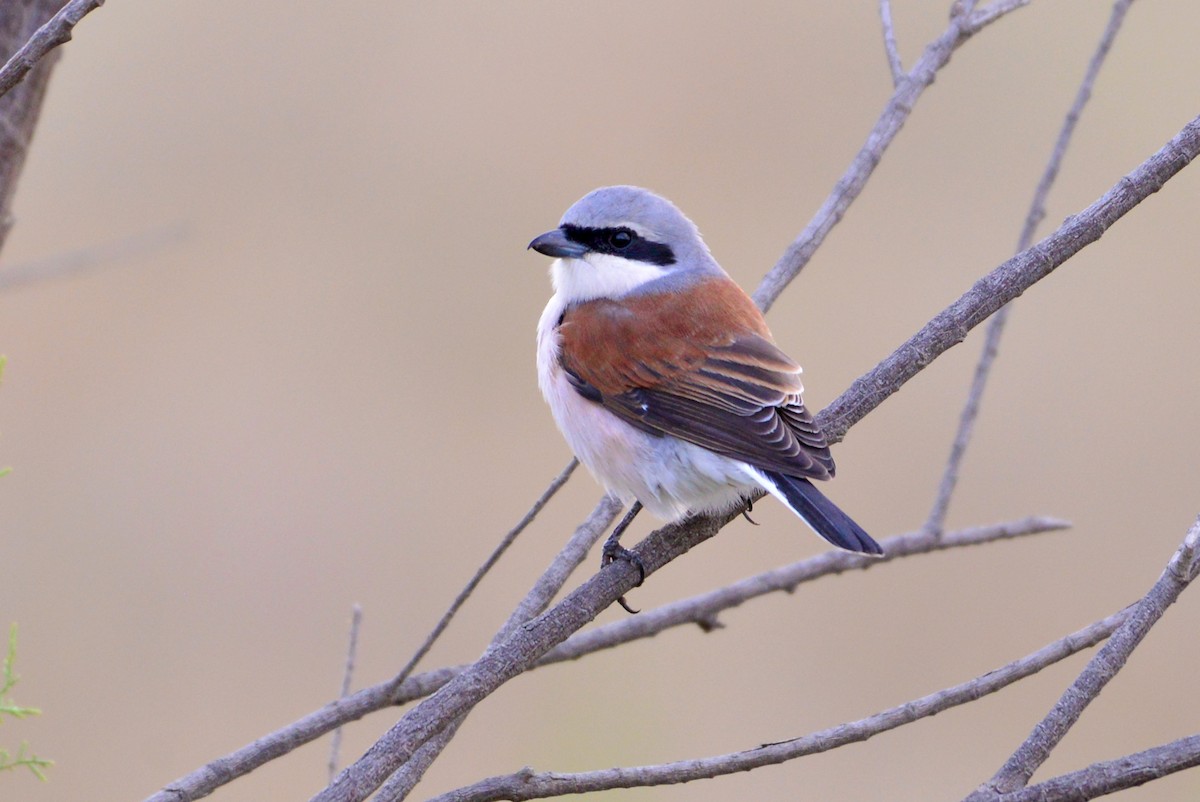 Red-backed Shrike - ML409504631